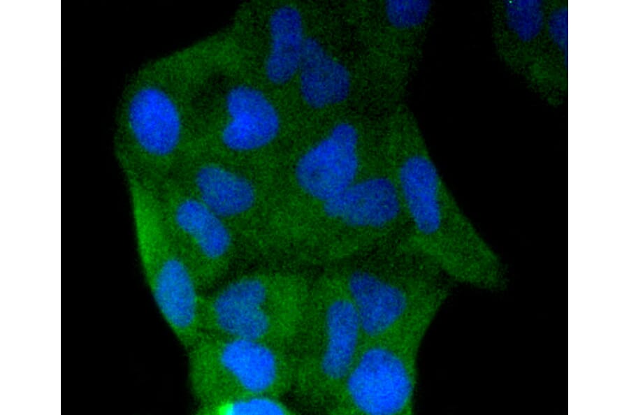 Immunofluorescence - Anti-CASP3 Antibody (A11024) - Antibodies.com