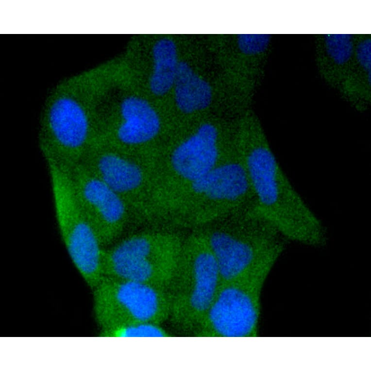 Immunofluorescence - Anti-CASP3 Antibody (A11024) - Antibodies.com