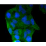 Immunofluorescence - Anti-CASP3 Antibody (A11024) - Antibodies.com