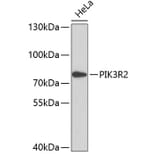 Western Blot - Anti-PIK3R2 Antibody (A11086) - Antibodies.com