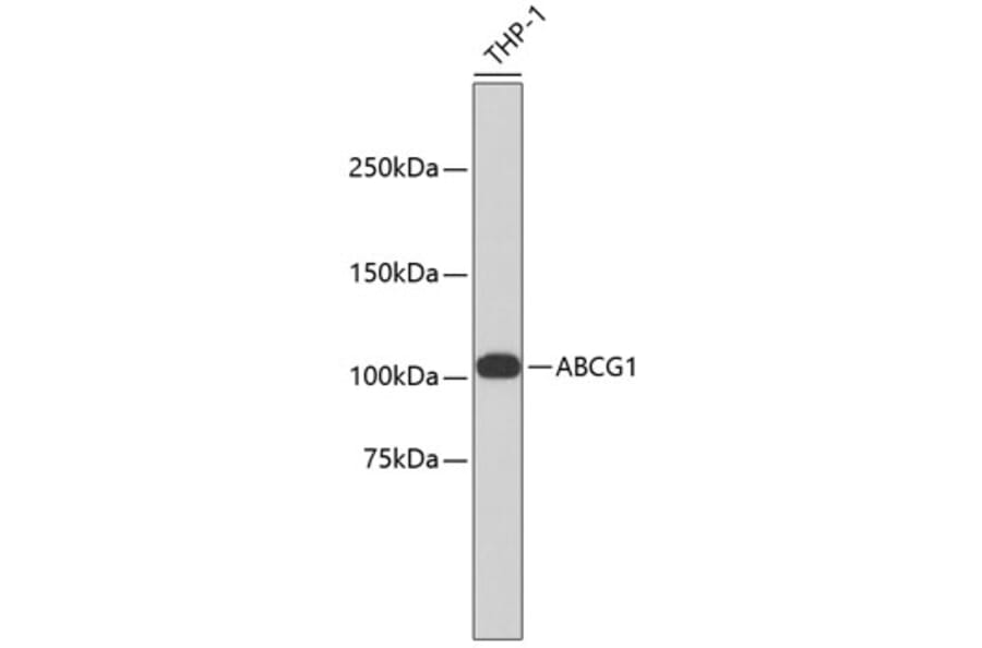 Western Blot - Anti-ABCG1 Antibody (A11299) - Antibodies.com