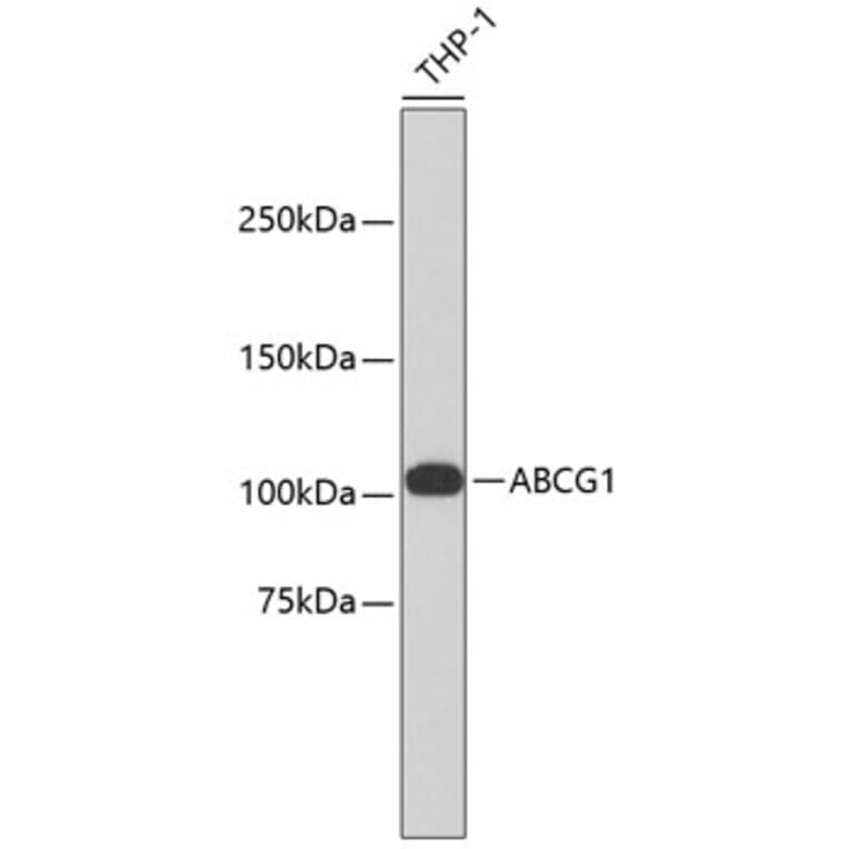 Western Blot - Anti-ABCG1 Antibody (A11299) - Antibodies.com