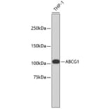 Western Blot - Anti-ABCG1 Antibody (A11299) - Antibodies.com