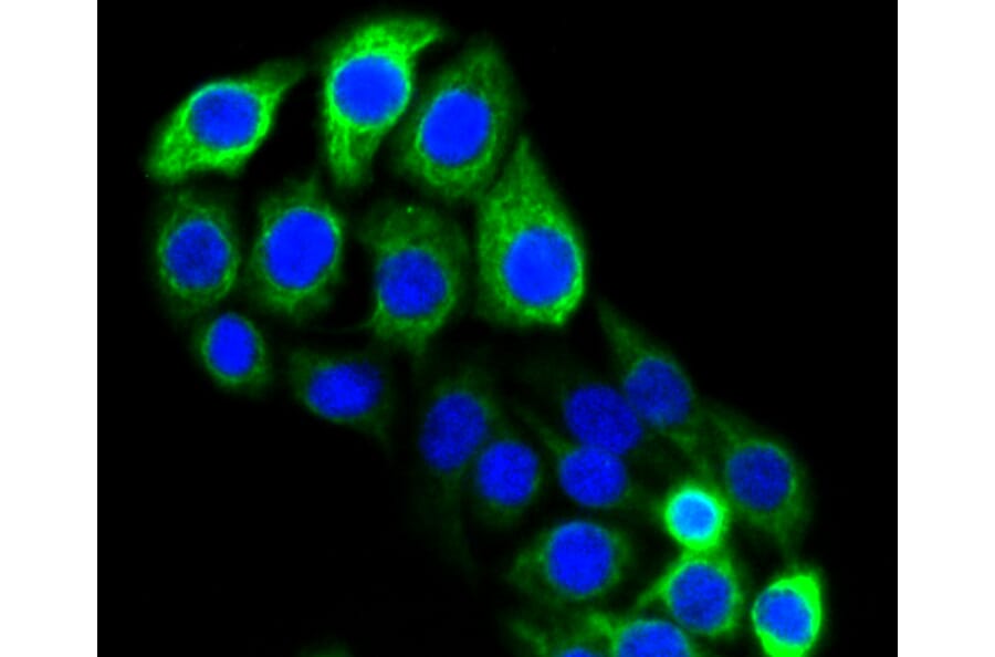 Immunofluorescence - Anti-KRT20 Antibody (A11401) - Antibodies.com