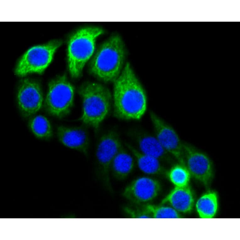 Immunofluorescence - Anti-KRT20 Antibody (A11401) - Antibodies.com