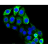 Immunofluorescence - Anti-KRT20 Antibody (A11401) - Antibodies.com