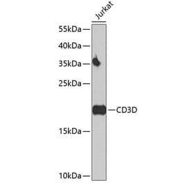 Western Blot - Anti-CD3D Antibody (A16813) - Antibodies.com