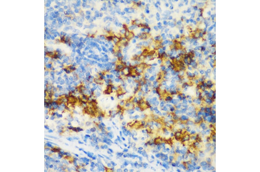 Immunohistochemistry - Anti-CD3D Antibody (A16813) - Antibodies.com