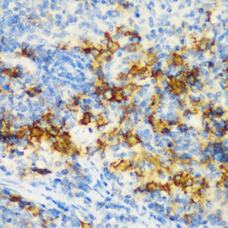 Immunohistochemistry - Anti-CD3D Antibody (A16813) - Antibodies.com