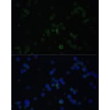 Immunofluorescence - Anti-CD3D Antibody (A16813) - Antibodies.com