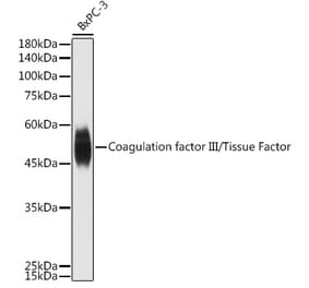 Western Blot - Anti-Tissue Factor Antibody (A16814) - Antibodies.com