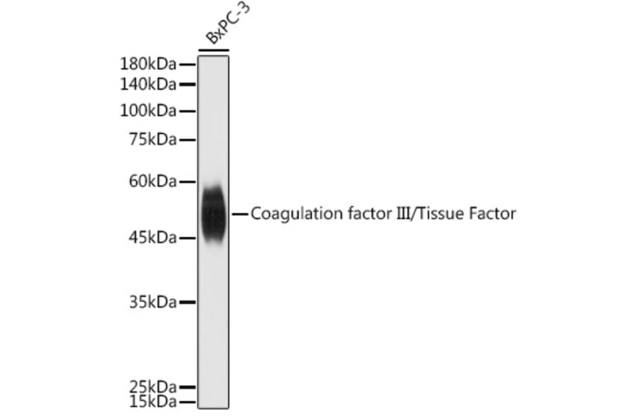 Western Blot - Anti-Tissue Factor Antibody (A16814) - Antibodies.com