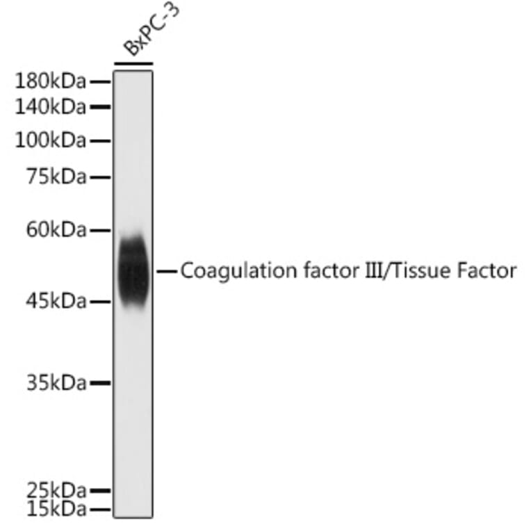 Western Blot - Anti-Tissue Factor Antibody (A16814) - Antibodies.com