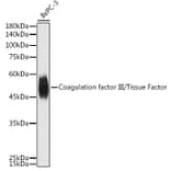 Western Blot - Anti-Tissue Factor Antibody (A16814) - Antibodies.com