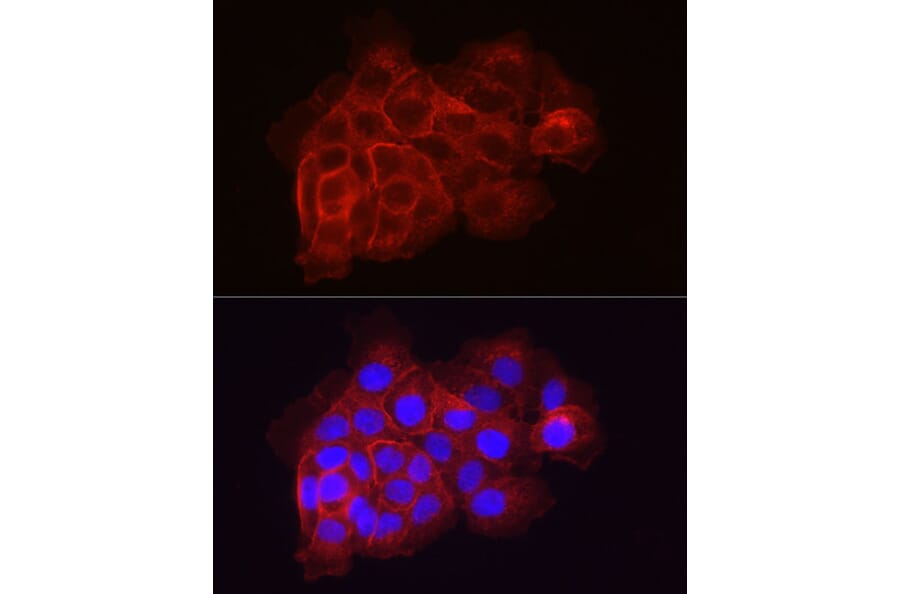 Immunofluorescence - Anti-Tissue Factor Antibody (A16814) - Antibodies.com