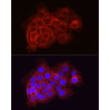 Immunofluorescence - Anti-Tissue Factor Antibody (A16814) - Antibodies.com