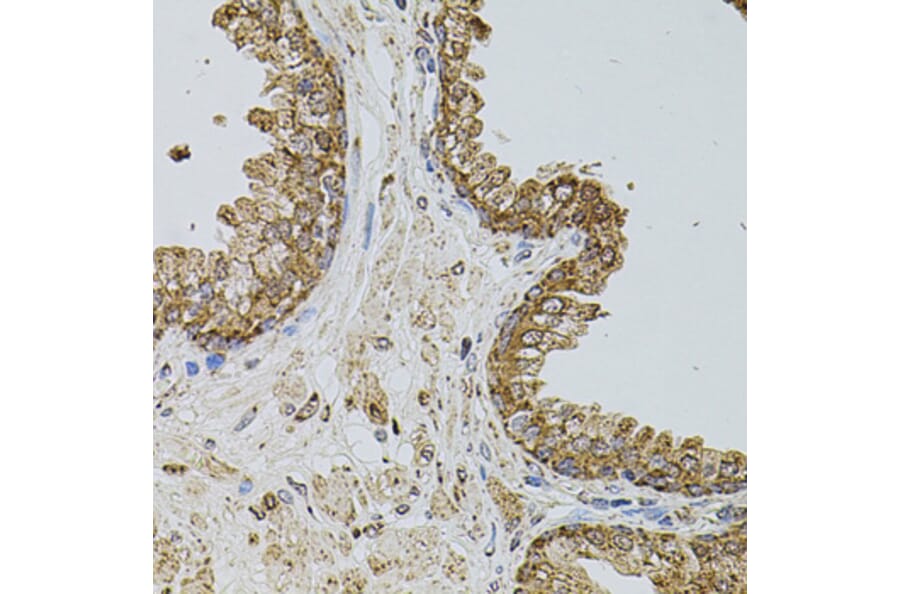 Immunohistochemistry - Anti-P-Selectin Antibody (A16815) - Antibodies.com