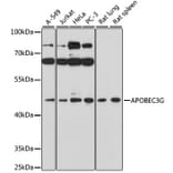 Western Blot - Anti-APOBEC3G/A3G Antibody (A16818) - Antibodies.com