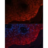 Immunofluorescence - Anti-MRP8 Antibody (A16819) - Antibodies.com