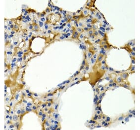 Immunohistochemistry - Anti-IL-9 Antibody (A16821) - Antibodies.com