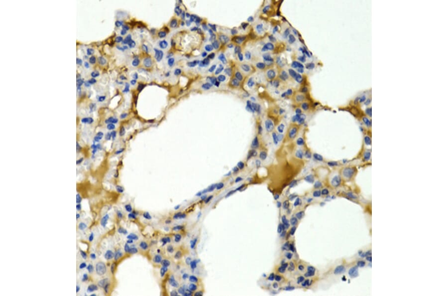 Immunohistochemistry - Anti-IL-9 Antibody (A16821) - Antibodies.com