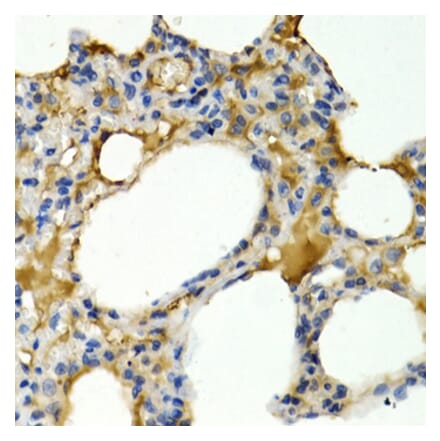 Immunohistochemistry - Anti-IL-9 Antibody (A16821) - Antibodies.com