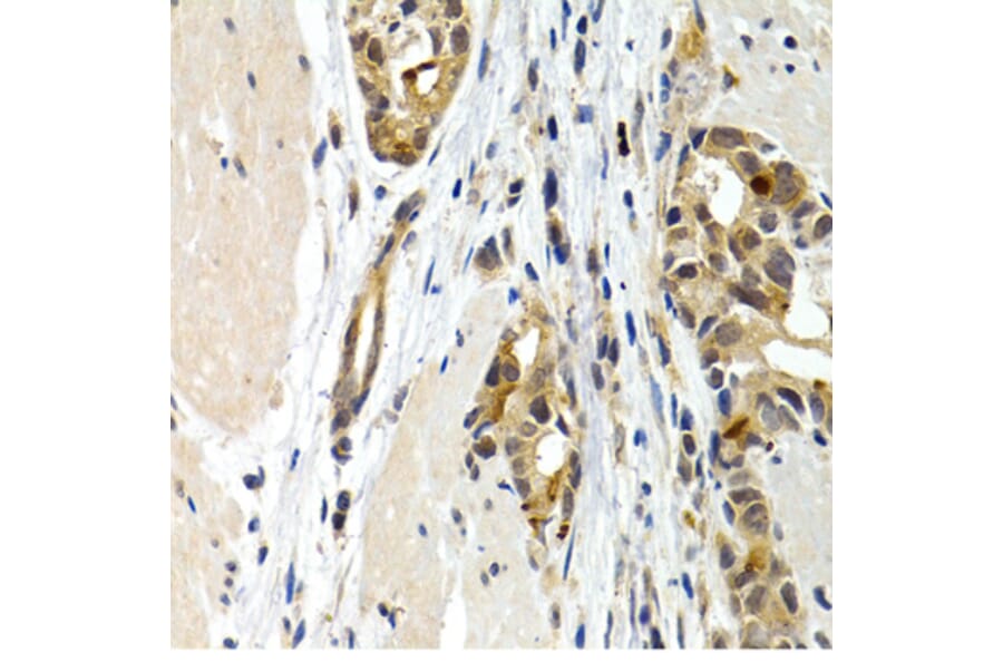 Immunohistochemistry - Anti-IL-9 Antibody (A16821) - Antibodies.com