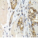 Immunohistochemistry - Anti-IL-9 Antibody (A16821) - Antibodies.com