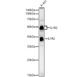Western Blot - Anti-IL-1R-2 Antibody (A16822) - Antibodies.com