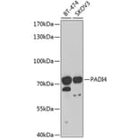 Western Blot - Anti-PADI4 / PAD4 Antibody (A16823) - Antibodies.com