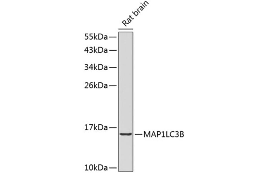 Western Blot - Anti-MAP1LC3B Antibody (A2347) - Antibodies.com