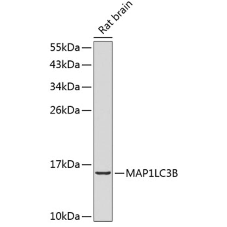Western Blot - Anti-MAP1LC3B Antibody (A2347) - Antibodies.com