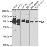 Western Blot - Anti-E2F1 Antibody (A2442) - Antibodies.com