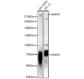 Western Blot - Anti-MAP2 Antibody (A16829) - Antibodies.com