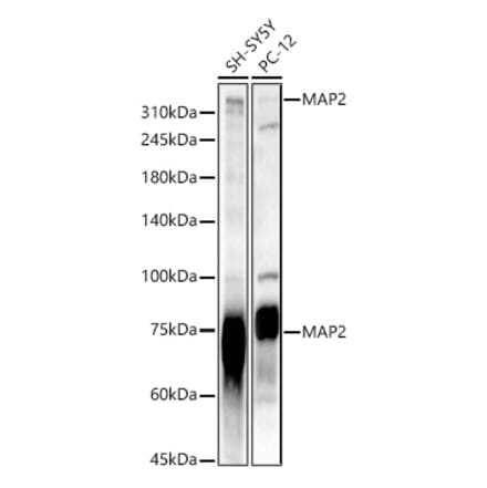 Western Blot - Anti-MAP2 Antibody (A16829) - Antibodies.com