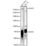 Western Blot - Anti-MAP2 Antibody (A16829) - Antibodies.com