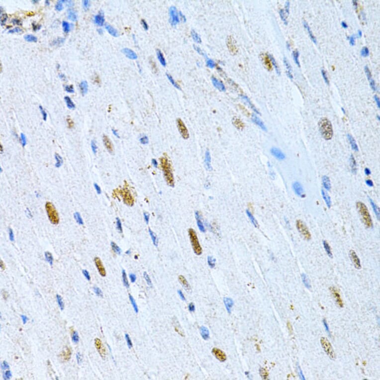 Immunohistochemistry - Anti-MAP2 Antibody (A16829) - Antibodies.com