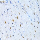 Immunohistochemistry - Anti-MAP2 Antibody (A16829) - Antibodies.com