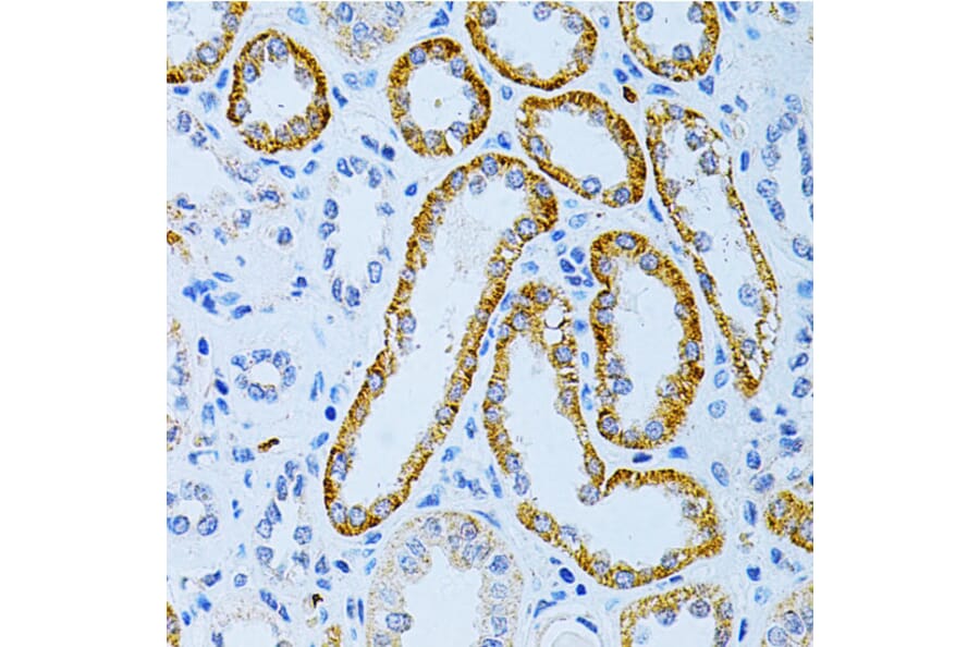 Immunohistochemistry - Anti-MAP2 Antibody (A16829) - Antibodies.com