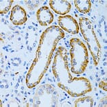 Immunohistochemistry - Anti-MAP2 Antibody (A16829) - Antibodies.com