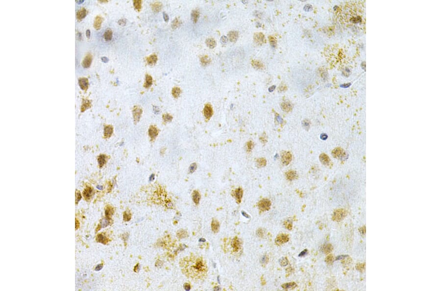 Immunohistochemistry - Anti-MAP2 Antibody (A16829) - Antibodies.com