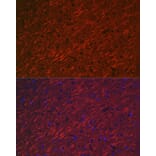Immunofluorescence - Anti-MAP2 Antibody (A16829) - Antibodies.com