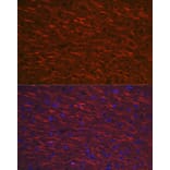 Immunofluorescence - Anti-MAP2 Antibody (A16829) - Antibodies.com