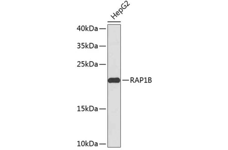 Western Blot - Anti-RAP1B Antibody (A2665) - Antibodies.com