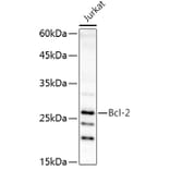 Western Blot - Anti-Bcl-2 Antibody (A16833) - Antibodies.com
