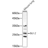 Western Blot - Anti-Bcl-2 Antibody (A16833) - Antibodies.com