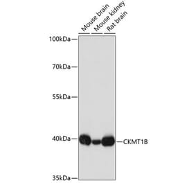 Western Blot - Anti-Creatine kinase MT Antibody (A16834) - Antibodies.com