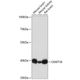 Western Blot - Anti-Creatine kinase MT Antibody (A16834) - Antibodies.com