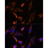 Immunofluorescence - Anti-Creatine kinase MT Antibody (A16834) - Antibodies.com
