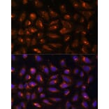 Immunofluorescence - Anti-Creatine kinase MT Antibody (A16834) - Antibodies.com